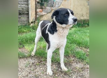 COOPER 3, Bildhübsch und lieb