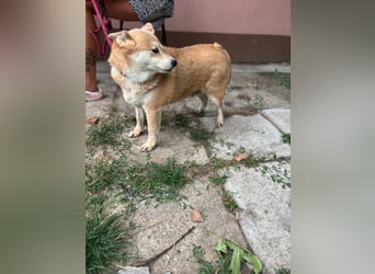 Vöröske PP – Shiba-Dame sucht liebevolles Zuhause