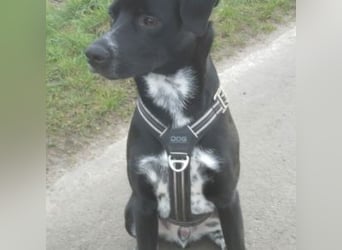 MIKO-#NOTFALL#-hübscher Hundemann liebt ausgedehnte Spaziergänge im Grünen