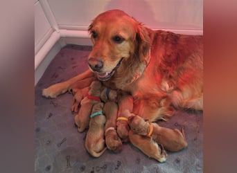 Dark Golden Welpen ab Juni