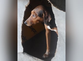 Zoey ❤️ schmusige, liebe, soziale Bracke-Mix-Hündin!