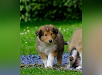 Familienfreundliche Colliewelpen