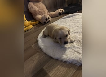 Reinrassige Labrador Welpen m.P. aus liebevoller Zucht