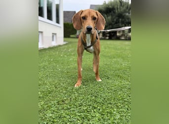 lieber Bracke Mischling Josh sucht ein Zuhause, Jagdhund, Posavski Gonic
