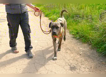 liebenswürdiger Bark sucht sein Zuhause