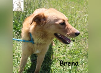 Brena - Sanftmut im weichen Fell
