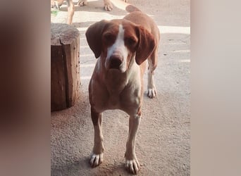 ♥ Rosie ♥ liebevolle, hübsche, aktive Bracken-Lady