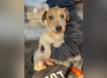 Hatchi LM - Skeptischer Gefährte mit neugierigem Herzen
