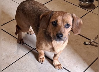 Kleine Bella ( * 02.2024 ) sucht ihre Menschen
