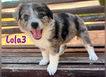 Lola3 geb. 05/2025 (ESP) - clevere Border-Collie-Mix Welpin!