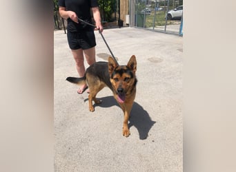 Schäferhund Mix Scooby