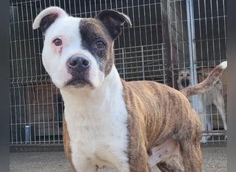 Momo ❤️ loyal, verschmust sucht Zuhause!