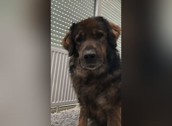 Freundlicher HAGRID-sanft, mit großen Herzen für Menschen will endlich raus aus dem Tierheim