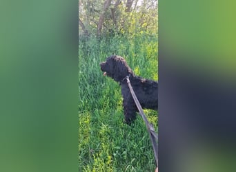 Jacky VI – Lebensfroher Riesenschnauzer sucht aktives Zuhause