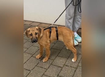 Herzensbrecher Bernie sucht sein Happy End (82515 Wolfratshausen)
