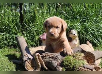 Labrador Welpen mit Ahnenpass
