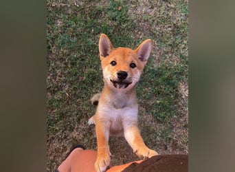 Shiba Inu beautiful puppies