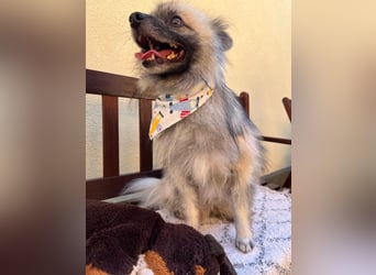 Stitch SR – kleiner Überlebenskämpfer sucht sein Happy End