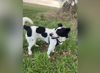 Frodo, schwarz-weißer Gute-Laune-Hund, PS in 86701 Rohrenfels