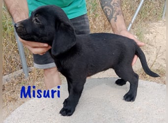Misuri geb. 03/2025 (ESP) - verschmuster Labrador-Mix Welpe!