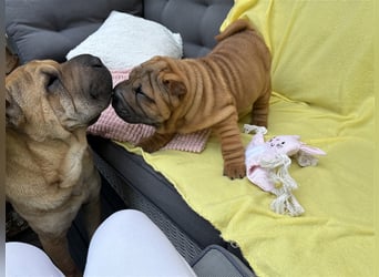 DAS HAUS MIT SHAR-PEI WELPEN - Rassehunde FCI-Profesionelle Zucht