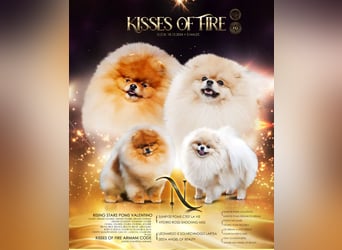 Exklusiver Pomeranian-Rüde – Showqualität, FCI