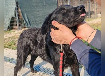 BlackBeauty ♥ Amber ♥ braucht viel Liebe & etwas Geduld