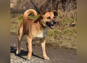 Borko S272 sucht ein ruhiges Zuhause