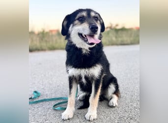 Xena eine brave, liebe, sanfte Hündin