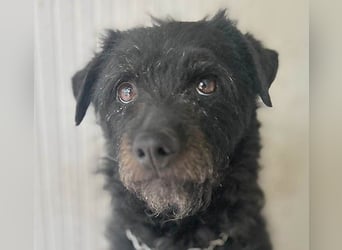 zarte kleine Hundeseele BORI - 6 Jahre, 40cm/9kg - Schnauzer-Mix