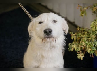LUZIE - das brave Mädchen träumt von einem liebevollen Zuhause