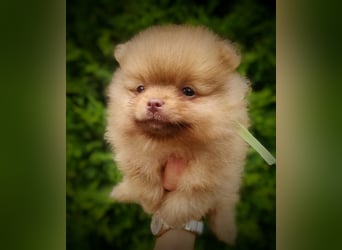 POMERANIAN WELPEN