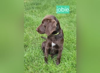 Welpen Labradoodle F1 Braun Könispudel x Labrador