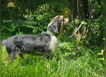 Rus