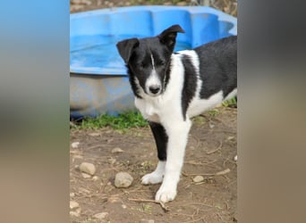 Zurückhaltende CHANTAL sucht liebevolles und ruhiges Zuhause