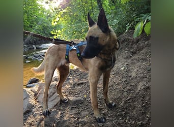 Vito sucht seinen Menschen