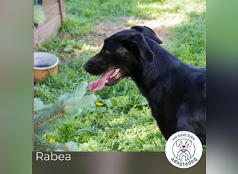 Rabea: sucht ein Zuhause
