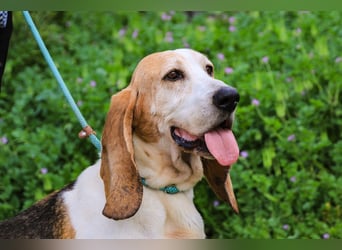 Bassant  - Basset Hound, lieb und verträglich