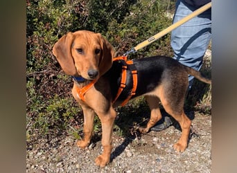 Ellie, eine wunderschöne und liebe Welpine sucht ihre Menschen