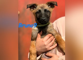 Bruno9 11/2024 (ESP) - sportlicher Malinois-Schäferhund-Mix Welpe!