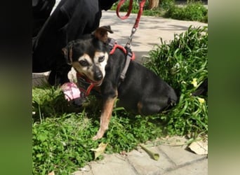 Frieda sucht ein Zuhause