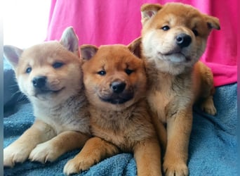 Reinrassige Shiba Inu Welpen