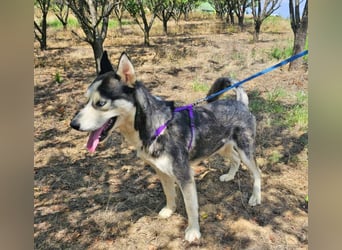 Husky Andy ist ein treuer Begleiter
