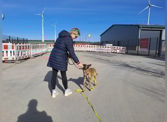 Brutus ein sportlicher verschmuster Malimix