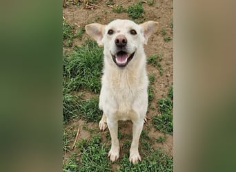 Casper (auf Pflegestelle Nähe Hannover)