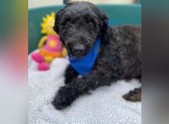 ULLI - Kleiner Puli-Mix Rüde sucht seine Familie