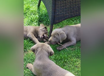Typvolle Labrador Welpen in silver