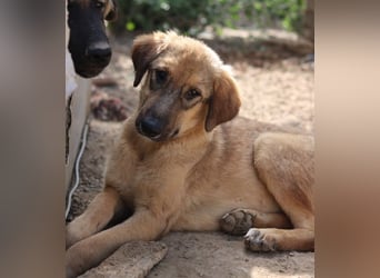 Sophia, geb. ca. 03/2024, lebt in GRIECHENLAND, im städt. Tierheim Serres