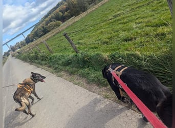 Nelson ein toller Hollandse Herder Mix