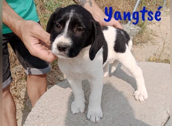 Yangtsé geb. 03/2025 (ESP) - freundlicher Labrador-Mix Welpe!